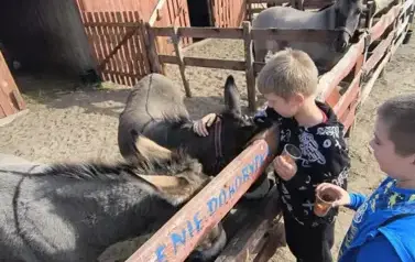 Karmienie zwierząt