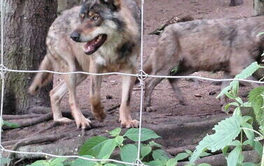 wilki