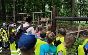 obserwacja łosi